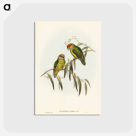 アートポストカード-Coxen's Parakeet
 - ジョン グールド Postcard.