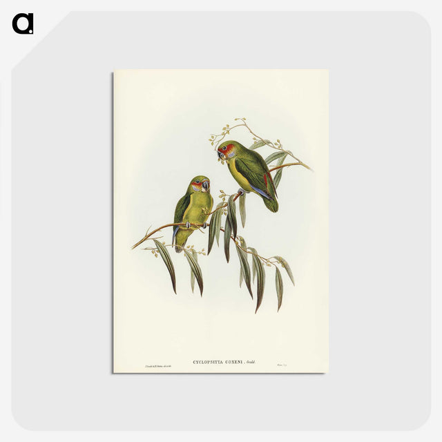 3-14_John-Gould_postcard