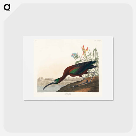 アートポストカード-Glossy Ibis
 - ジョン ジェームス オーデュボン Postcard.