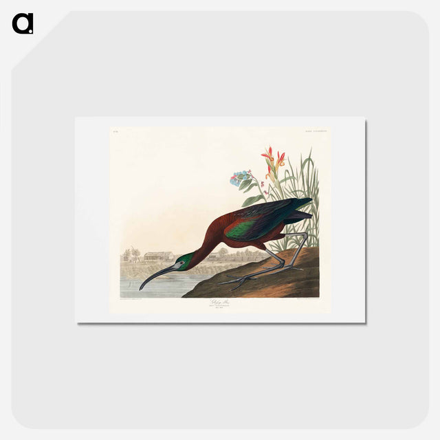 アートポストカード-Glossy Ibis
 - ジョン ジェームス オーデュボン Postcard.