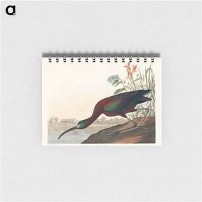 アートメモ帳-Glossy Ibis
 - ジョン ジェームス オーデュボン Memo.