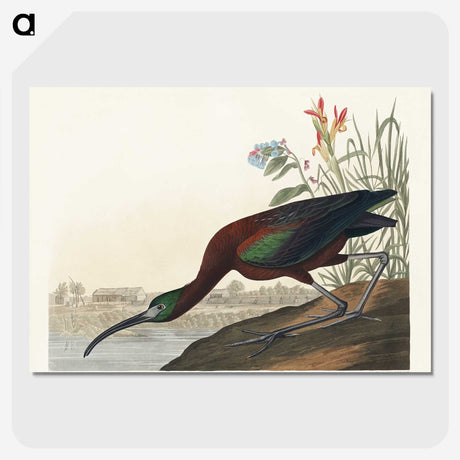3-14_John-James-Audubon_picture-crop