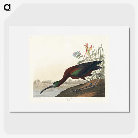 3-14_John-James-Audubon_picture