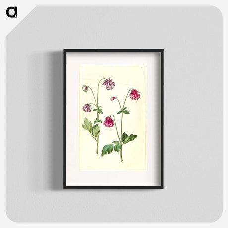 3-14_Maria-Sibylla-Merian_blk