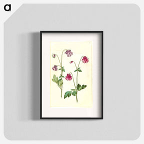 アートポスター-Aquilegia vulgaris
 - マリア ジビーラ メーリアン Poster.