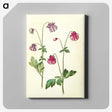 3-14_Maria-Sibylla-Merian_canvas