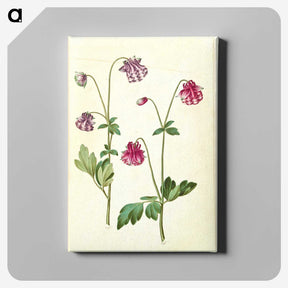 3-14_Maria-Sibylla-Merian_canvas