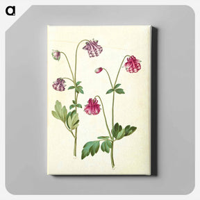 アートパネル-Aquilegia vulgaris
 - マリア ジビーラ メーリアン Canvas.