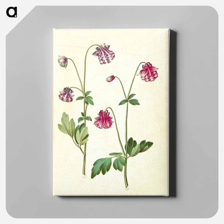 アートパネル-Aquilegia vulgaris
 - マリア ジビーラ メーリアン Canvas.