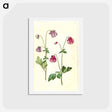 アートポストカード-Aquilegia vulgaris
 - マリア ジビーラ メーリアン Postcard.
