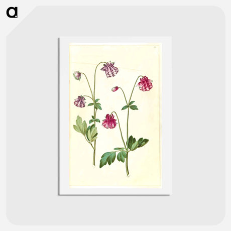 アートポストカード-Aquilegia vulgaris
 - マリア ジビーラ メーリアン Postcard.