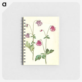 3-14_Maria-Sibylla-Merian_memo