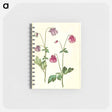 アートメモ帳-Aquilegia vulgaris
 - マリア ジビーラ メーリアン Memo.