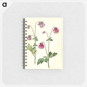 アートメモ帳-Aquilegia vulgaris
 - マリア ジビーラ メーリアン Memo.