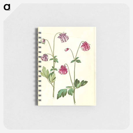 アートメモ帳-Aquilegia vulgaris
 - マリア ジビーラ メーリアン Memo.