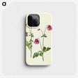 3-14_Maria-Sibylla-Merian_phone