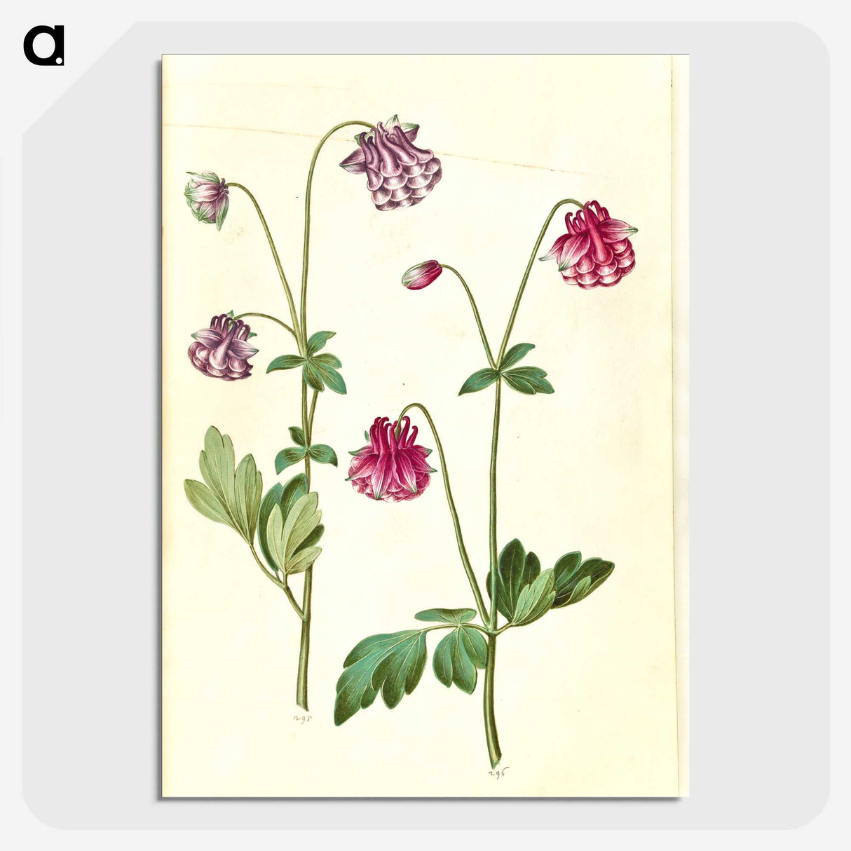 3-14_Maria-Sibylla-Merian_picture-crop