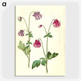3-14_Maria-Sibylla-Merian_picture-crop