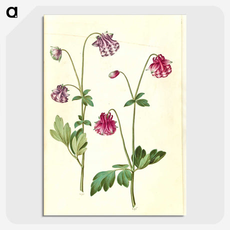 3-14_Maria-Sibylla-Merian_picture-crop
