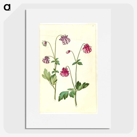 3-14_Maria-Sibylla-Merian_picture