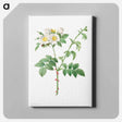 アートパネル-Brier Bush Rose or Dog Rose - ピエール ジョゼフ ルドゥーテ Canvas.