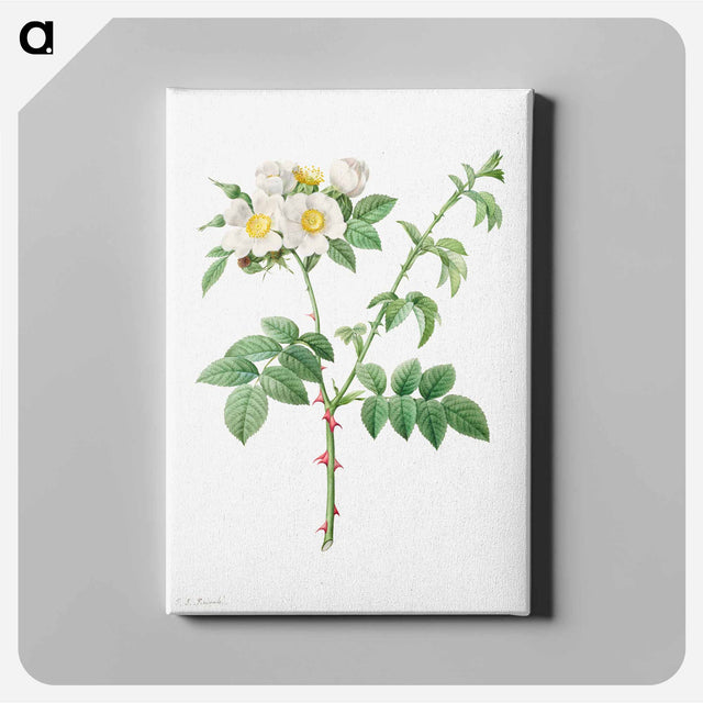 アートパネル-Brier Bush Rose or Dog Rose - ピエール ジョゼフ ルドゥーテ Canvas.