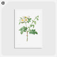 アートポストカード-Brier Bush Rose or Dog Rose - ピエール ジョゼフ ルドゥーテ Postcard.