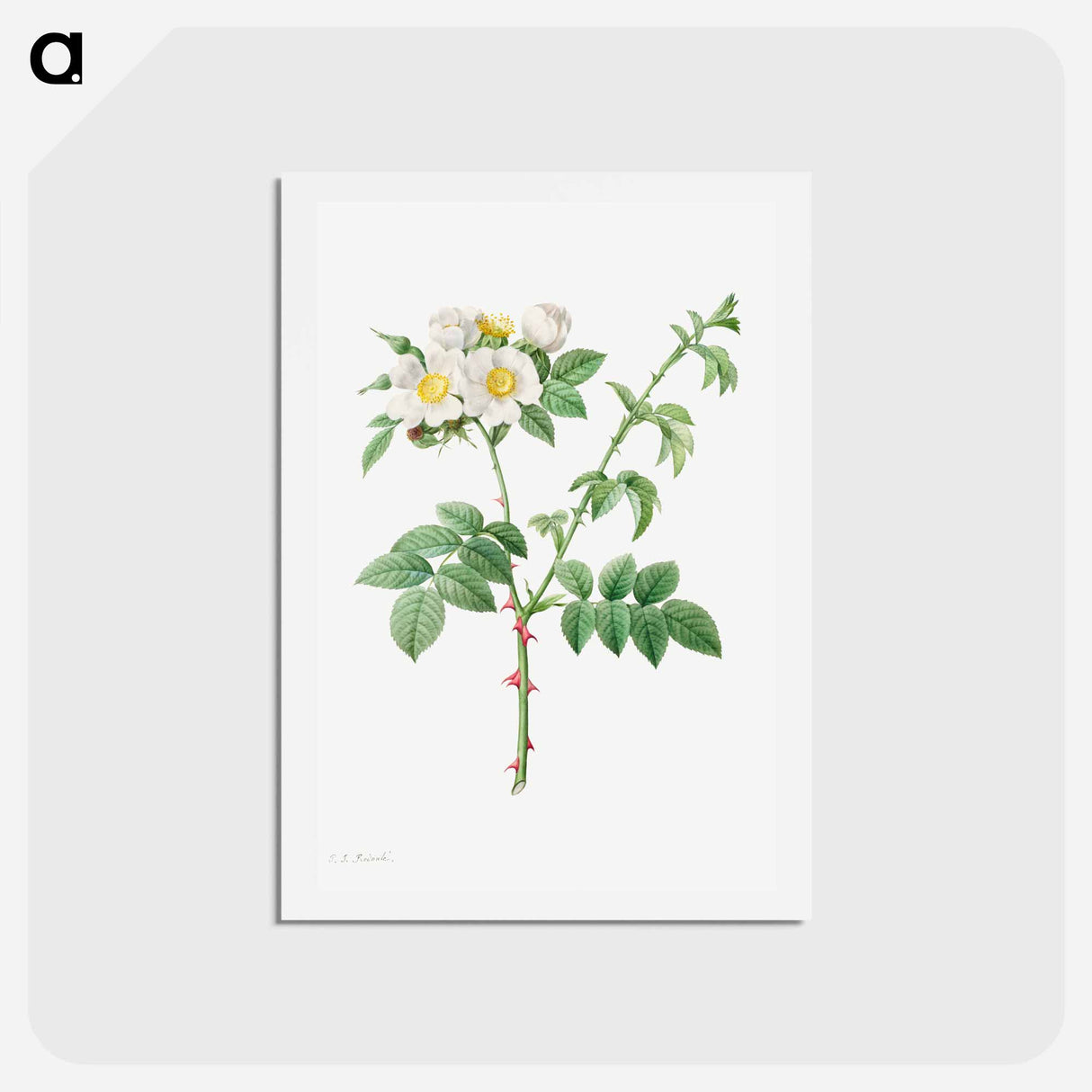 アートポストカード-Brier Bush Rose or Dog Rose - ピエール ジョゼフ ルドゥーテ Postcard.