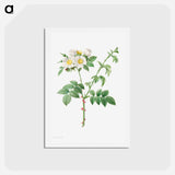 アートポストカード-Brier Bush Rose or Dog Rose - ピエール ジョゼフ ルドゥーテ Postcard.