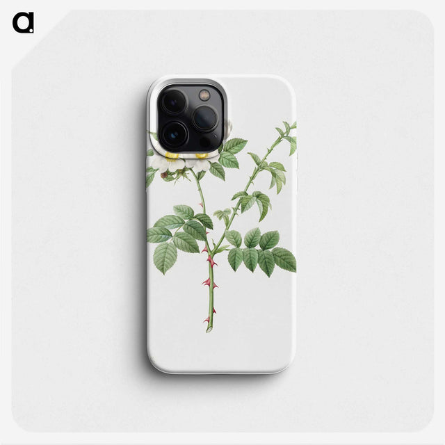 3-14_Pierre-Joseph-Redoute_phone