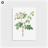 アートポストカード-Brier Bush Rose or Dog Rose - ピエール ジョゼフ ルドゥーテ Postcard.