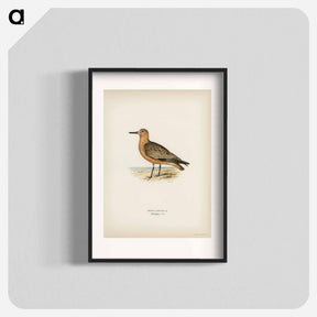 アートポスター-Red Knot
 - スヴェンスカ フォグラル Poster.