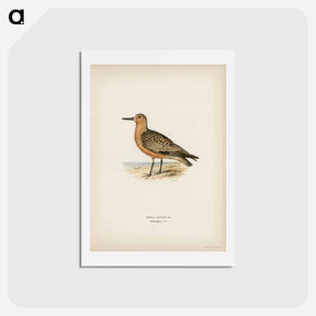 アートポストカード-Red Knot
 - スヴェンスカ フォグラル Postcard.