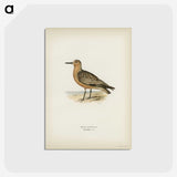 3-14_Svenska-Faglar_postcard