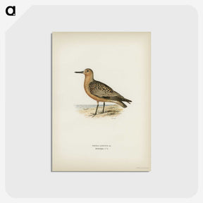 3-14_Svenska-Faglar_postcard