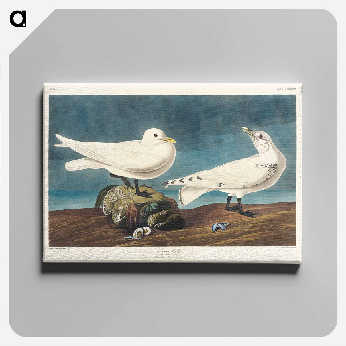 アートパネル-Ivory Gull from Birds of America
 - アメリカの鳥たち Canvas.