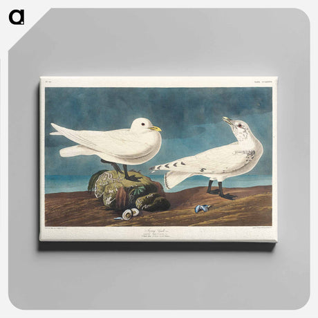 アートパネル-Ivory Gull from Birds of America
 - アメリカの鳥たち Canvas.