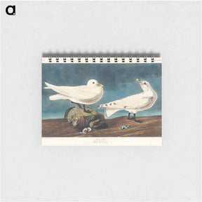 アートメモ帳-Ivory Gull from Birds of America
 - アメリカの鳥たち Memo.