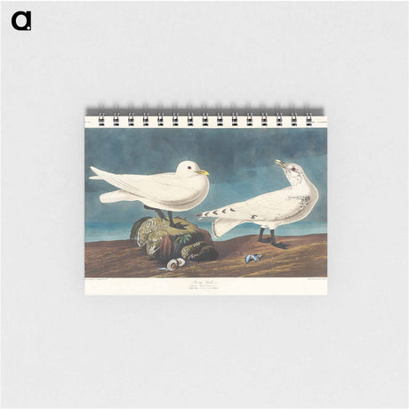 アートメモ帳-Ivory Gull from Birds of America
 - アメリカの鳥たち Memo.
