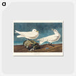 アートポストカード-Ivory Gull from Birds of America
 - アメリカの鳥たち Postcard.