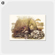 アートポストカード-Spotted Bower Bird
 - オーストラリアの鳥 Postcard.