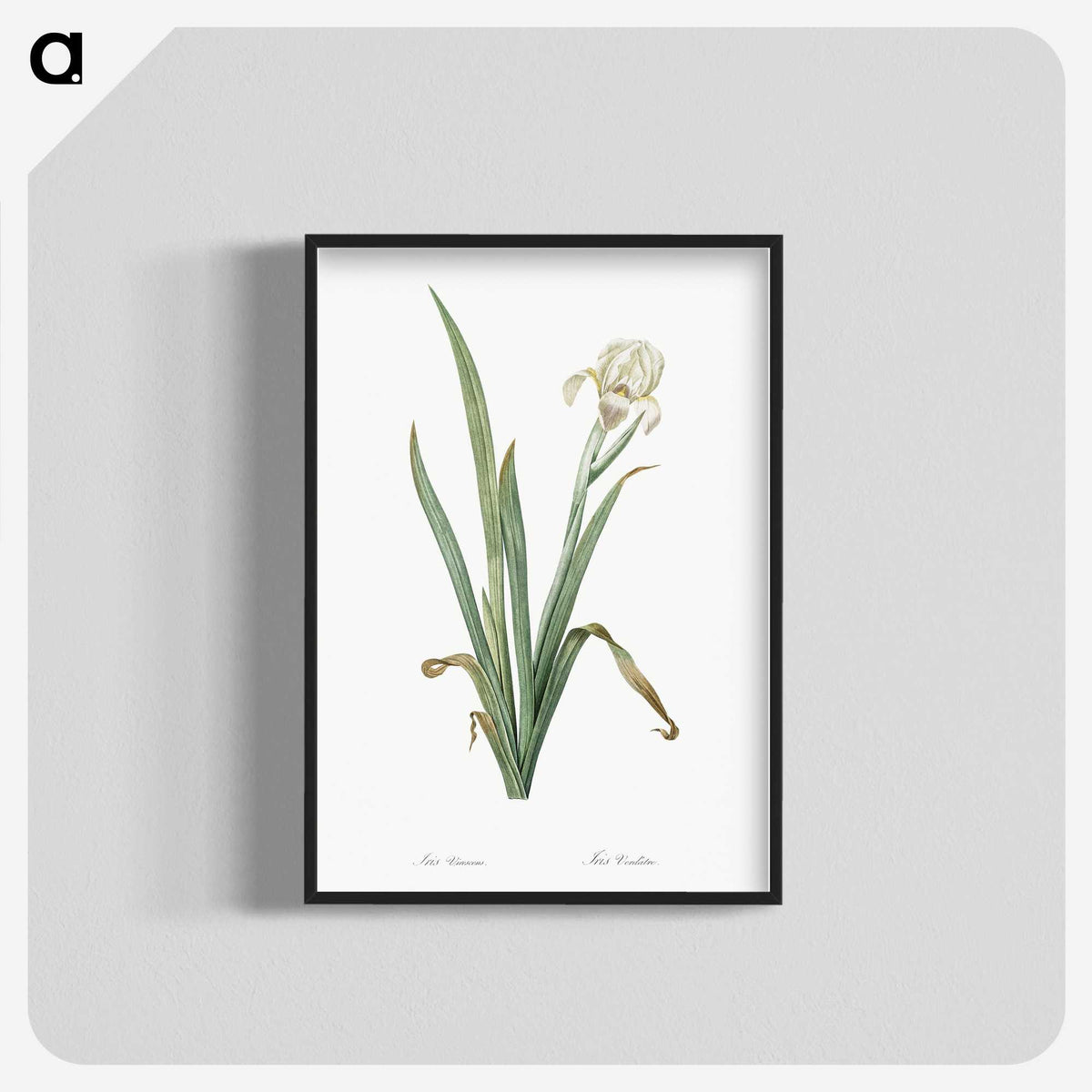 3-14_The-Lilies_blk-crop