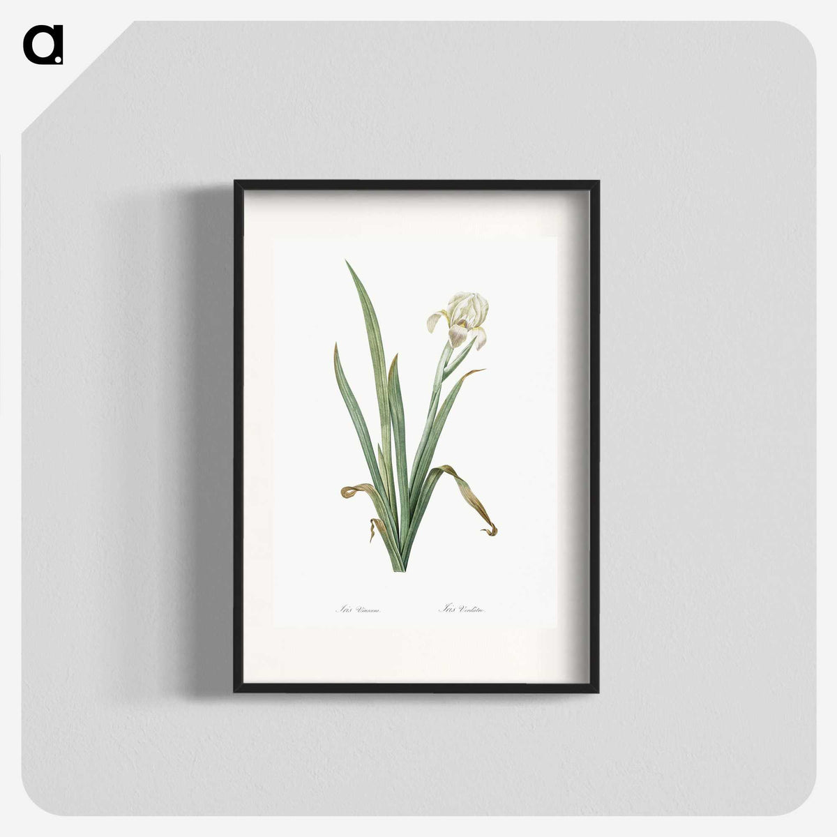 3-14_The-Lilies_blk