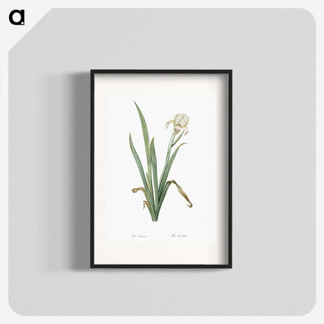 3-14_The-Lilies_blk
