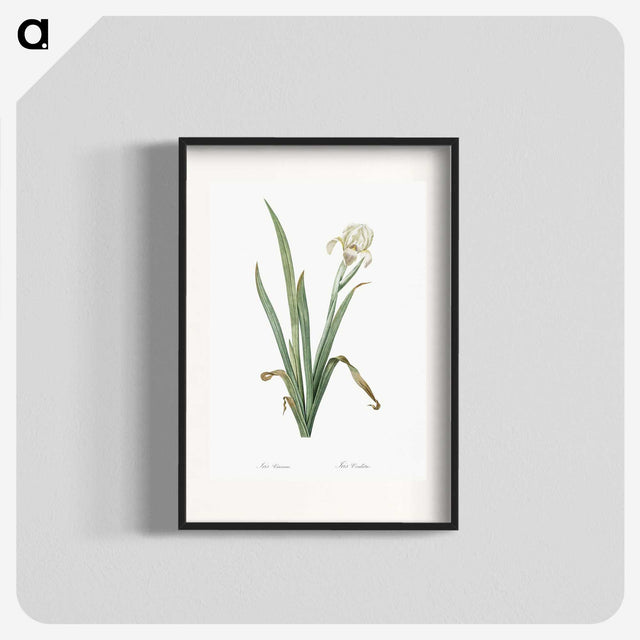 3-14_The-Lilies_blk