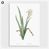 3-14_The-Lilies_picture-crop