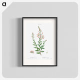 3-14_Treatise-on-Trees-and-Shrubs_blk
