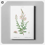 3-14_Treatise-on-Trees-and-Shrubs_canvas