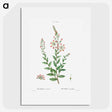 3-14_Treatise-on-Trees-and-Shrubs_picture