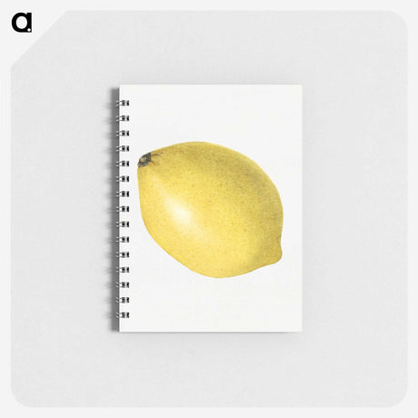 3-14_USDA-Watercolor-Fruit-Painting-Collection_memo